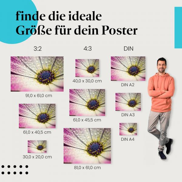 Blüte, Poster: Makro, weiß-rosa, Wassertropfen.