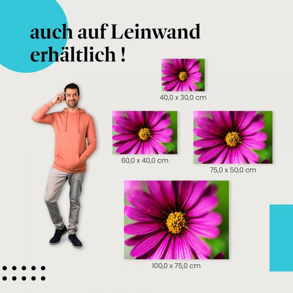 Leinwandbild "Blütenpracht": Die Schönheit der Natur