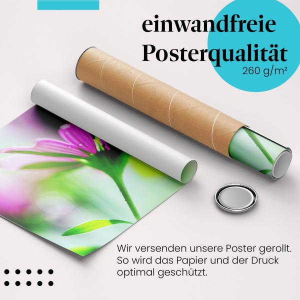 Gerolltes Poster "Pinke Blume", Detail, Schönheit.