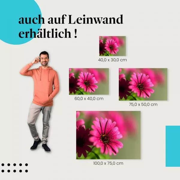 Leuchtende Schönheit: Pinke Blume | Postereck 1372 Leuchtende Schönheit: Pinke Blume | Postereck 1372