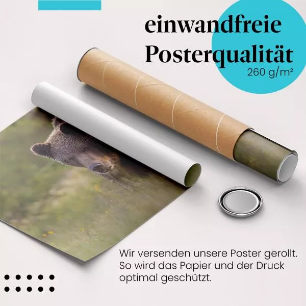 Braunbär auf der Wiese | Postereck 3501 Braunbär auf der Wiese | Postereck 3501