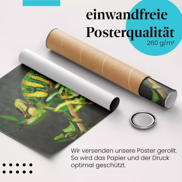 Chamäleon | Postereck 3934