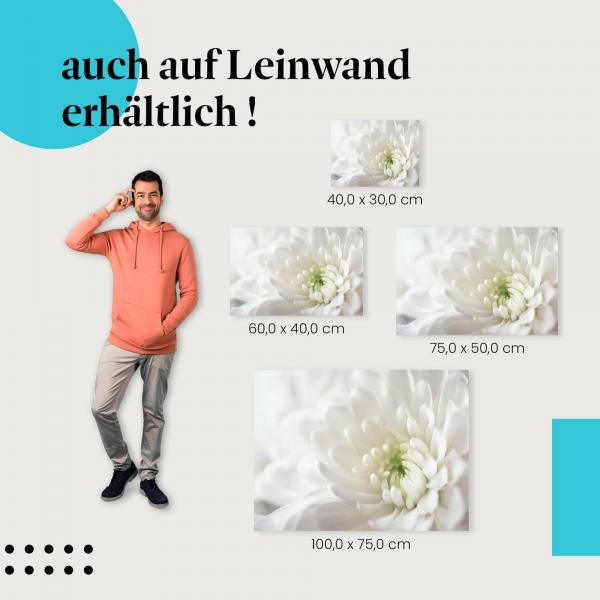 Chrysantheme: Leinwandbild. Nahaufnahme, Schönheit.