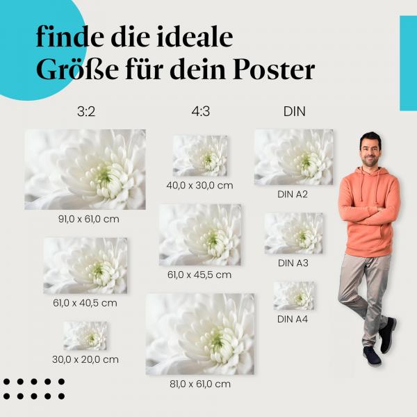 Chrysantheme, Poster: Weiß, Nahaufnahme, Fülle, Schönheit.