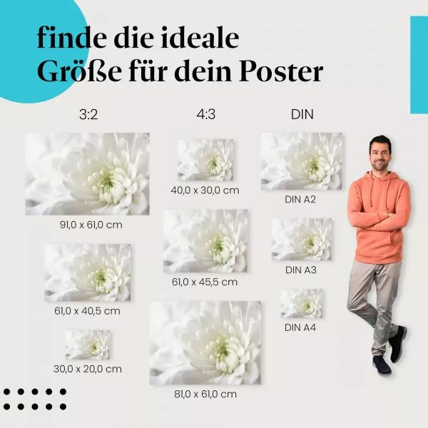 Chrysantheme | Postereck 3134 Chrysantheme | Postereck 3134