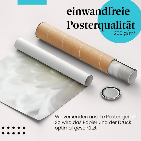 Gerolltes Poster "Chrysantheme". Blütenpracht, sicher verpackt.