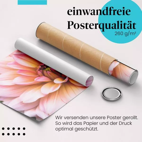 Zartrosa Dahlie | Postereck 2814