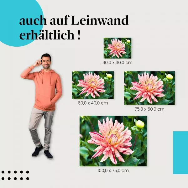 Rosa-gelbe Dahlie | Postereck 2813 Rosa-gelbe Dahlie | Postereck 2813