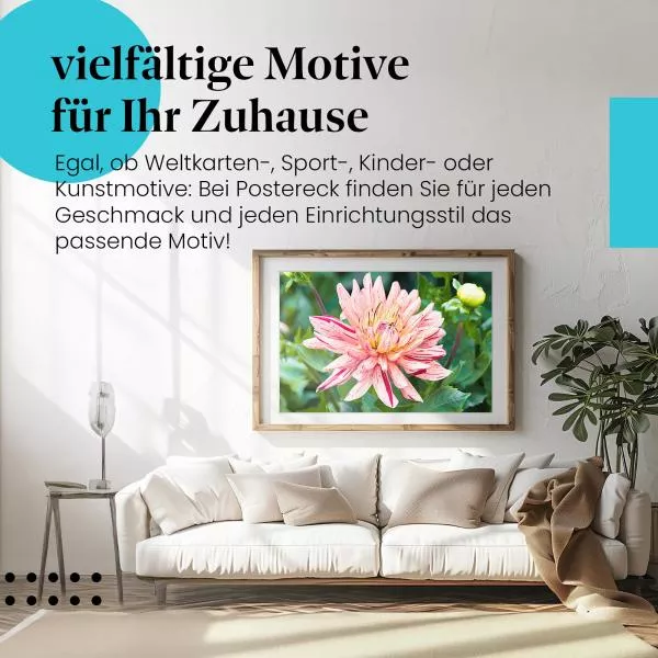 Rosa-gelbe Dahlie | Postereck 2813 Rosa-gelbe Dahlie | Postereck 2813