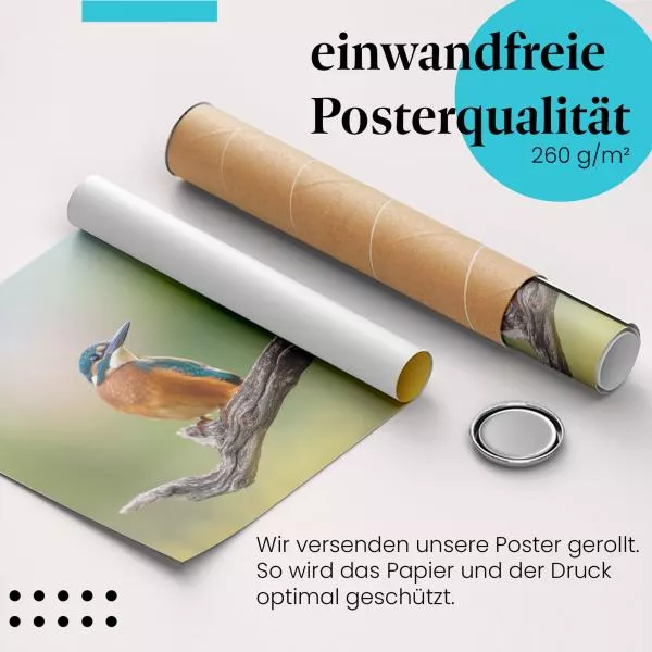 Eisvogel | Postereck 4097 Eisvogel | Postereck 4097