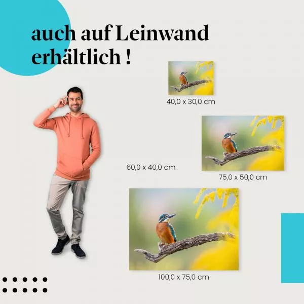 Eisvogel | Postereck 4097 Eisvogel | Postereck 4097
