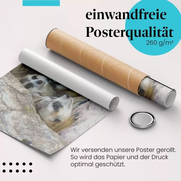 Erdmännchen: Familie im Bau | Postereck 1896 Erdmännchen: Familie im Bau | Postereck 1896