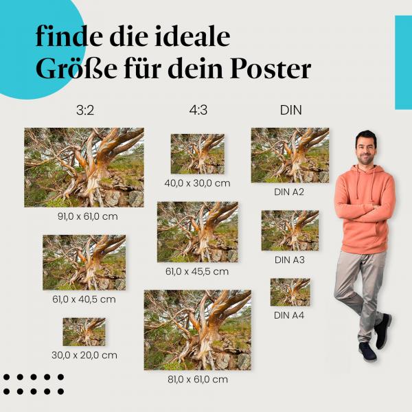 Eukalyptus, Poster: Stamm, Farben, Muster.