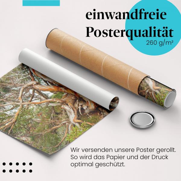 Gerolltes Poster "Eukalyptus". Natur & Design, sicher verpackt.