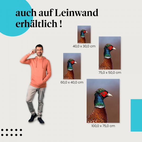 Fasan: Leinwandbild. Federkleid, Nahaufnahme.