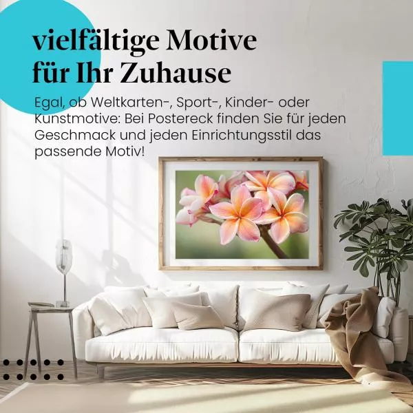 Frangipaniblüten: Exotische Schönheit | Postereck 0808 Frangipaniblüten: Exotische Schönheit | Postereck 0808