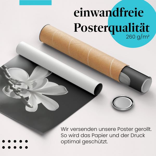 "Frangipaniblüten": Gerolltes Poster, Schwarzweiß, zarte Eleganz.