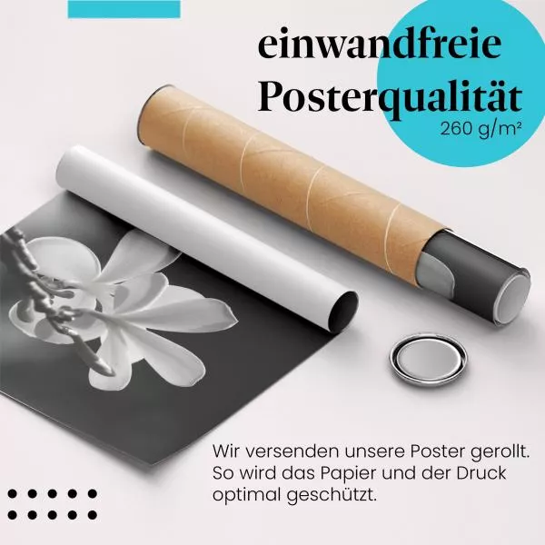 Zarte Eleganz: Frangipani in Schwarzweiß | Postereck 0029 Zarte Eleganz: Frangipani in Schwarzweiß | Postereck 0029