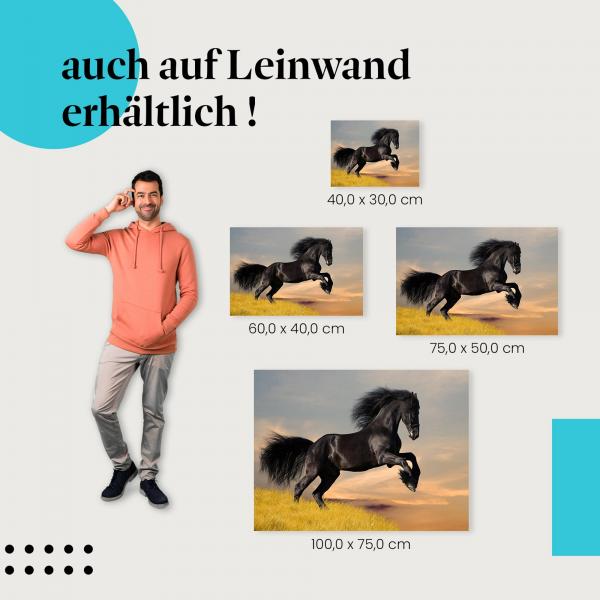 "Friesenhengst" Leinwandbild. Finde die ideale Größe & setze stilvolle Akzente mit Kunst!