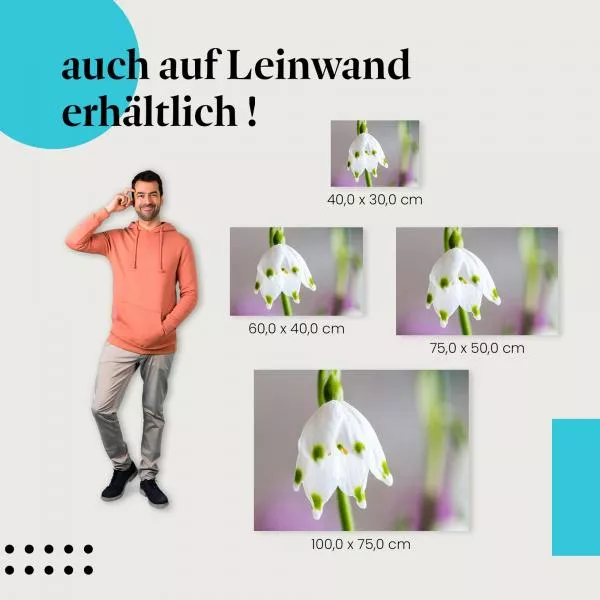 Frühlingsblume | Postereck 2711 Frühlingsblume | Postereck 2711