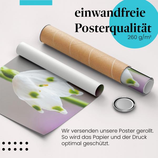 Gerolltes Poster "Märzenbecher" - Frühlingsblüher, sicher verpackt.