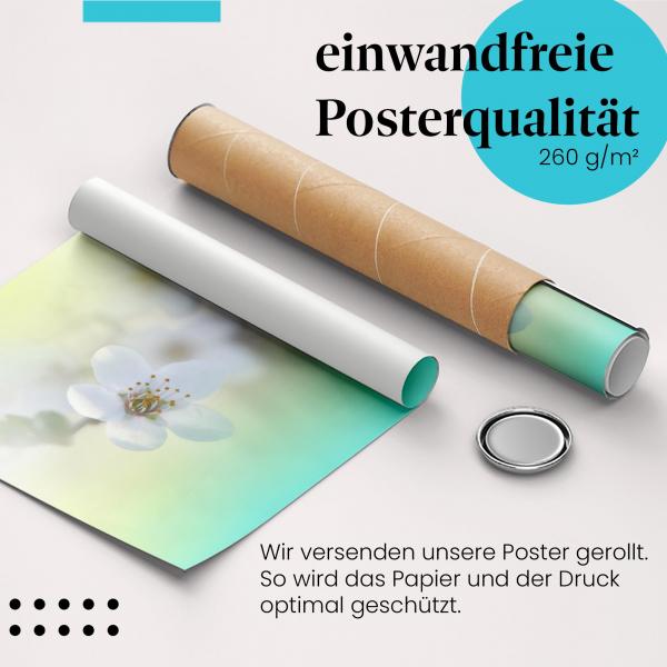 Gerolltes Poster "Kirschblüte" - Zarte Blütenpracht, sicher verpackt.