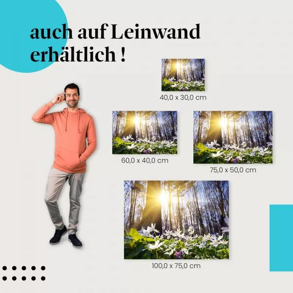 Sonnenzauber im Frühlingswald | Postereck 1075 Sonnenzauber im Frühlingswald | Postereck 1075