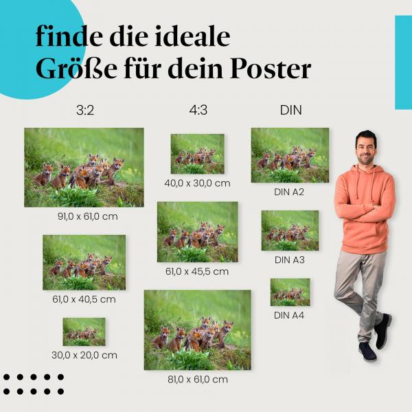 Fuchswelpen, Poster: Gras, niedlich, verspielt.