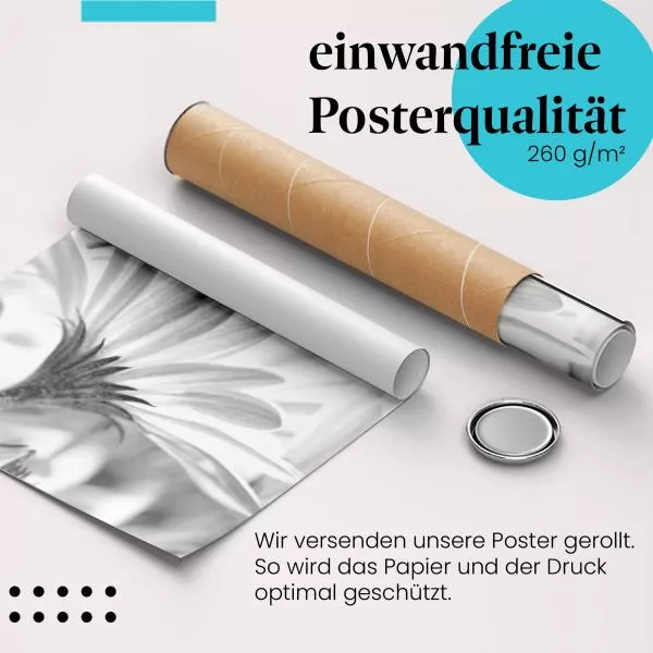 Gänseblümchen: Schwarz-Weiß | Postereck 1418 Gänseblümchen: Schwarz-Weiß | Postereck 1418