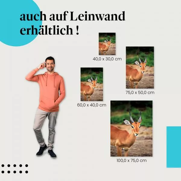 Gazelle | Postereck 3080 Gazelle | Postereck 3080