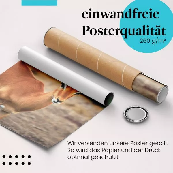 Gazelle | Postereck 3080 Gazelle | Postereck 3080