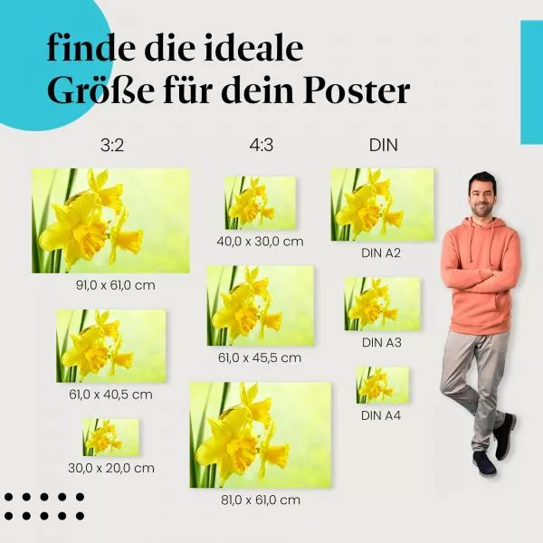 Frühlingsboten: Gelbe Narzissen | Postereck 1754 Frühlingsboten: Gelbe Narzissen | Postereck 1754