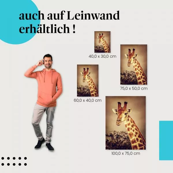 Giraffe: Sonnenuntergang, Savanne | Postereck 1526 Giraffe: Sonnenuntergang, Savanne | Postereck 1526