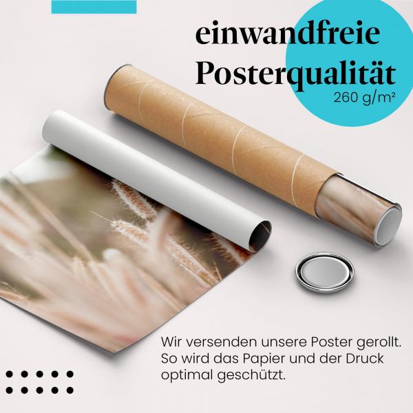 "Goldene Gräser": Gerolltes Poster, Abendlicht.