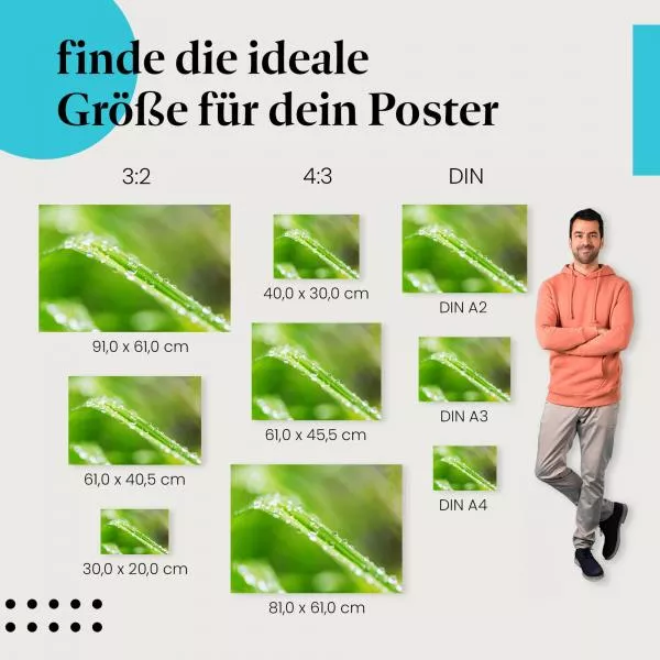 Tautropfen auf Gras | Postereck 3386 Tautropfen auf Gras | Postereck 3386
