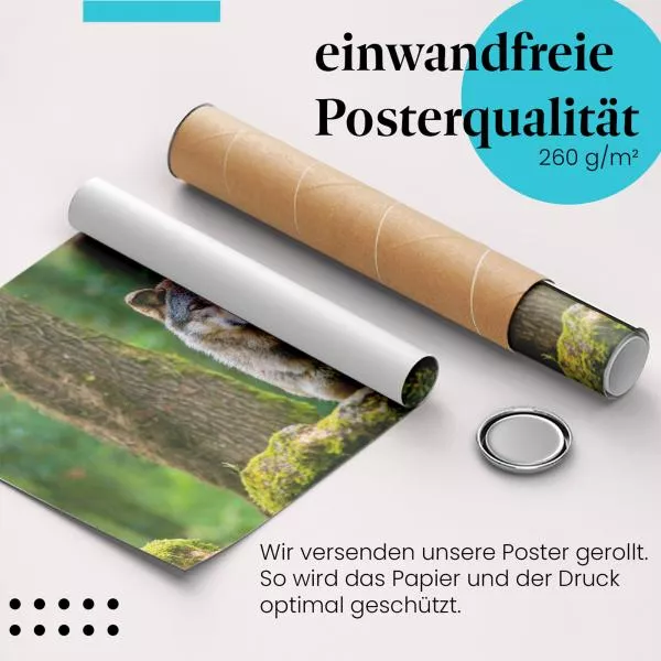 Wolf im Wald | Postereck 4128 Wolf im Wald | Postereck 4128