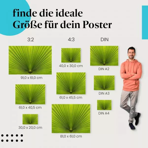 Palmblatt: Nahaufnahme | Postereck 1789 Palmblatt: Nahaufnahme | Postereck 1789