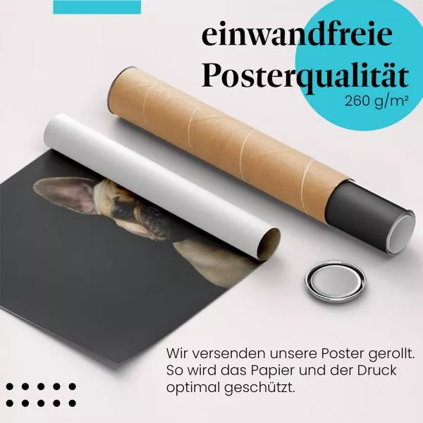 Französische Bulldogge | Postereck 4074 Französische Bulldogge | Postereck 4074