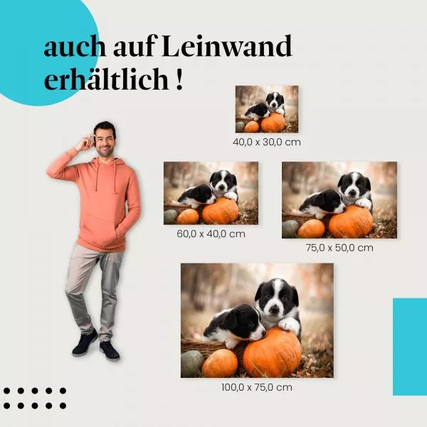 Welpen im Kürbis | Postereck 3776 Welpen im Kürbis | Postereck 3776