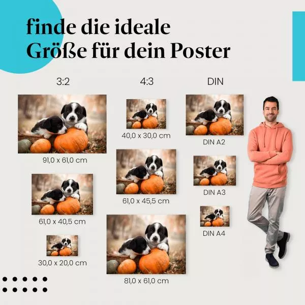 Welpen im Kürbis | Postereck 3776 Welpen im Kürbis | Postereck 3776