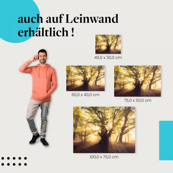 Herbstwald: Leinwandbild. Nebel, Buchenwald, goldenes Licht.