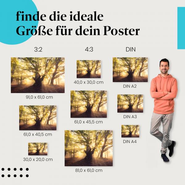 Finde die ideale Postergröße: Herbstlicher Buchenwald, goldener Nebel, knorriger Baum.