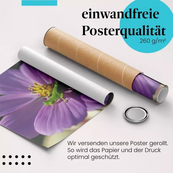 Heuschrecke: Pinke Kosmee | Postereck 1794 Heuschrecke: Pinke Kosmee | Postereck 1794