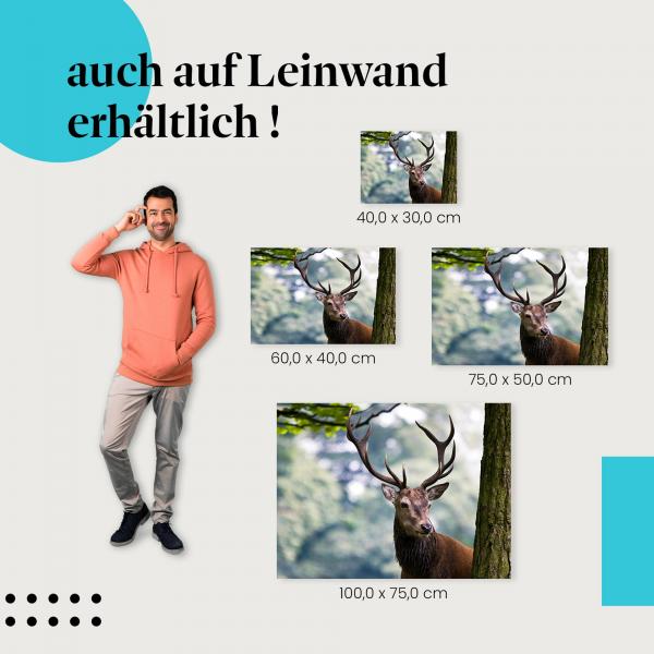 Leinwandbild "König des Waldes": Ein Stück Wildnis für dein Zuhause