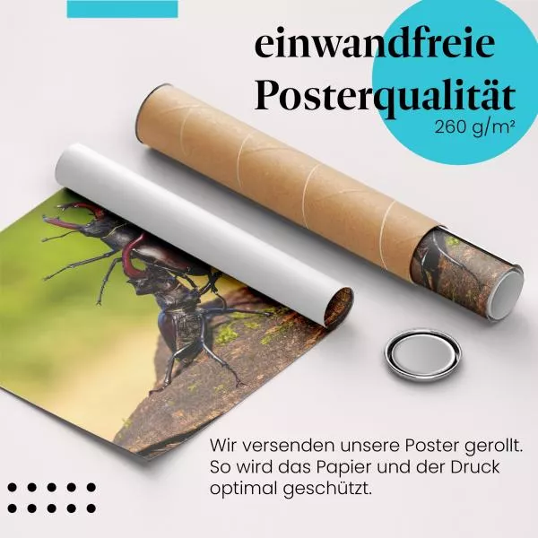 Hirschkäfer Kampf | Postereck 3885 Hirschkäfer Kampf | Postereck 3885