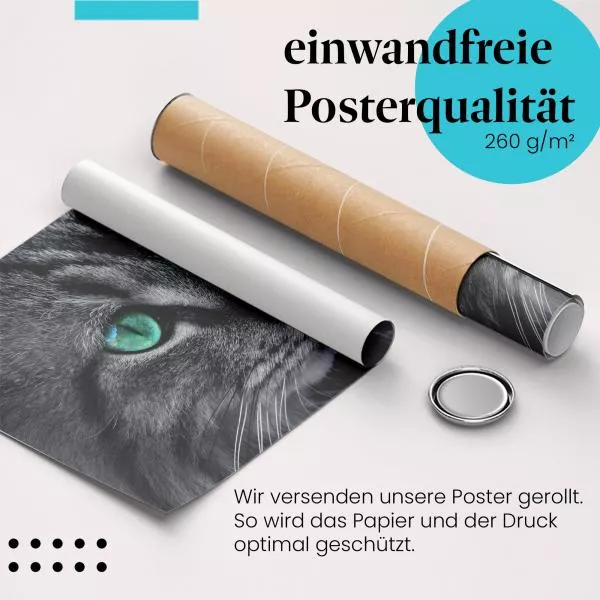 Katzenaugen | Postereck 2177