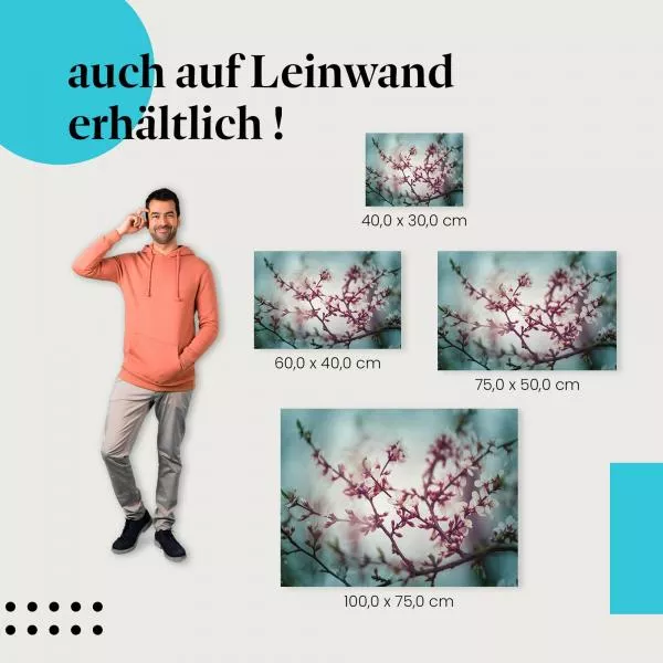 Zarte Kirschblüten: Frühling | Postereck 1369 Zarte Kirschblüten: Frühling | Postereck 1369