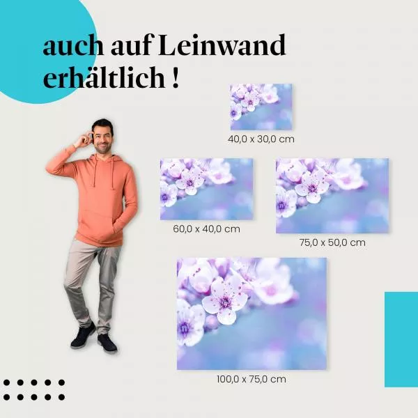 Zarte Kirschblüten: Frühling… | Postereck 1321 Zarte Kirschblüten: Frühling… | Postereck 1321