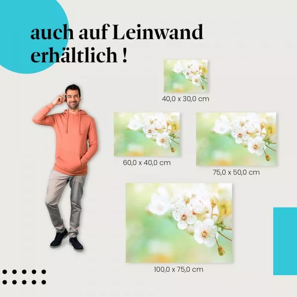 Zarte Kirschblüten: Frühling | Postereck 1508 Zarte Kirschblüten: Frühling | Postereck 1508