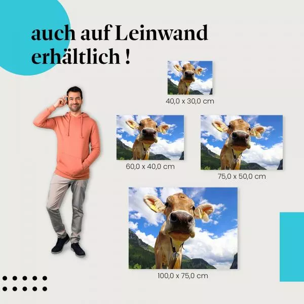Neugierige Kuh | Postereck 2365 Neugierige Kuh | Postereck 2365